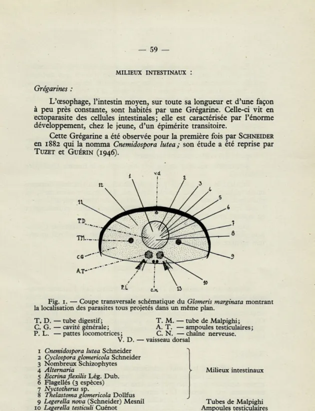 Fig.  1.  —  Coupe  transversale  schématique  du  Glomeris  marginata  montrant  la localisation  des  parasites tous  projetés  dans un même plan