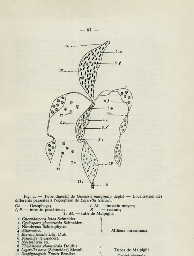 Fig.  2.  —  Tube  digestif  de  Glomeris  marginata  déplié  —  Localisation  des  différents  parasites  à  l'exception  de Legerella  testiculi