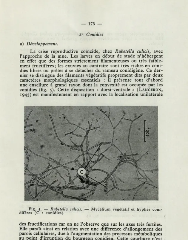 Fig.  5.  —  Rubetella  culicis.  —  Mycélium  végétatif  et  hyphes  coni- coni-difères  (C  :  conidies)