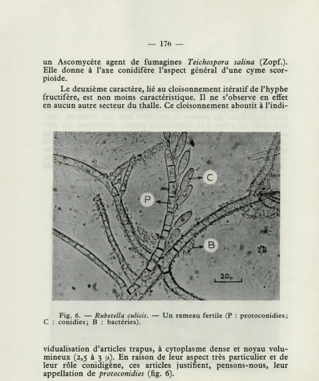 Fig.  6.  —  Rubetella  culicis.  —  Un  rameau  fertile  (P  :  protoconidies; 