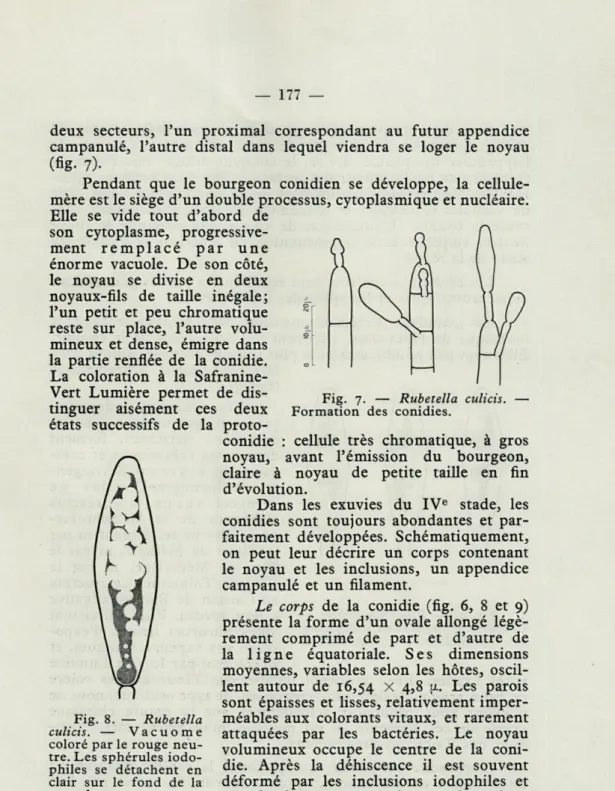 Fig.  7.   —   Rubetella  culicis.  —  Formation  des  conidies. 