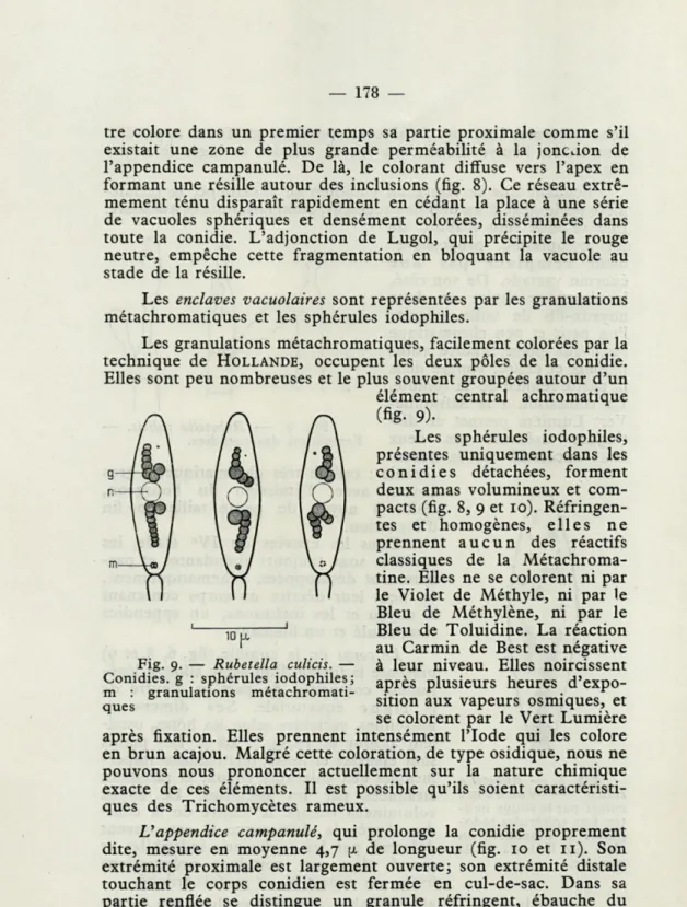 Fig.  9.  —  Rubetella  culicis.  —  Conidies.  g  :  sphérules  iodophiles; 