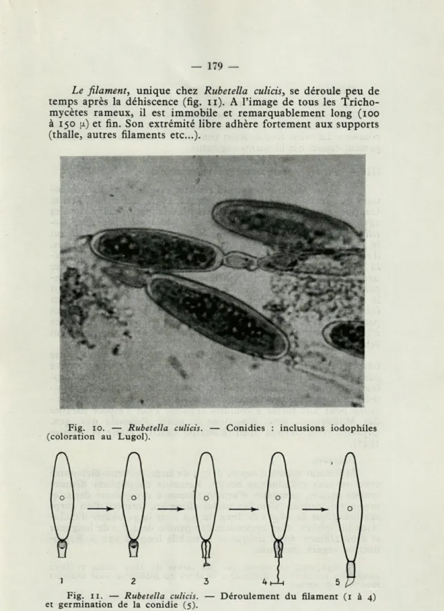 Fig.  11.  —  Rubetella  culicis.  —  Déroulement  du  filament  (1   à  4)  et  germination  de  la  conidie   (5)