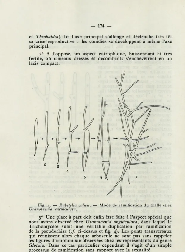 Fig.  4.   —   Rubetella  culicis.  —  Mode  de  ramification  du  thalle  chez  Uranotaenia  unguiculata
