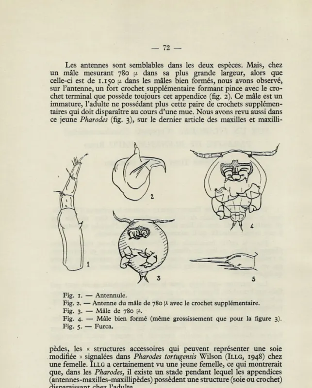 Fig.  5.  —  Furca. 