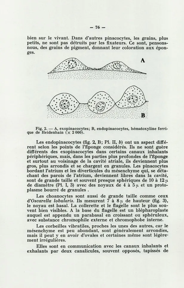 Fig.  2.  —  A,  exopinacocytes;  B,  endopinacocytes,  hématoxyline  ferri- ferri-que  de  Heidenhain  (X  2 000)