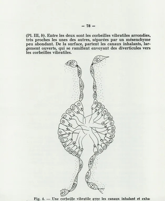 Fig.  4.  —  Une  corbeille  vibratile  avec  les  canaux  inhalant  et  exha- exha-lant