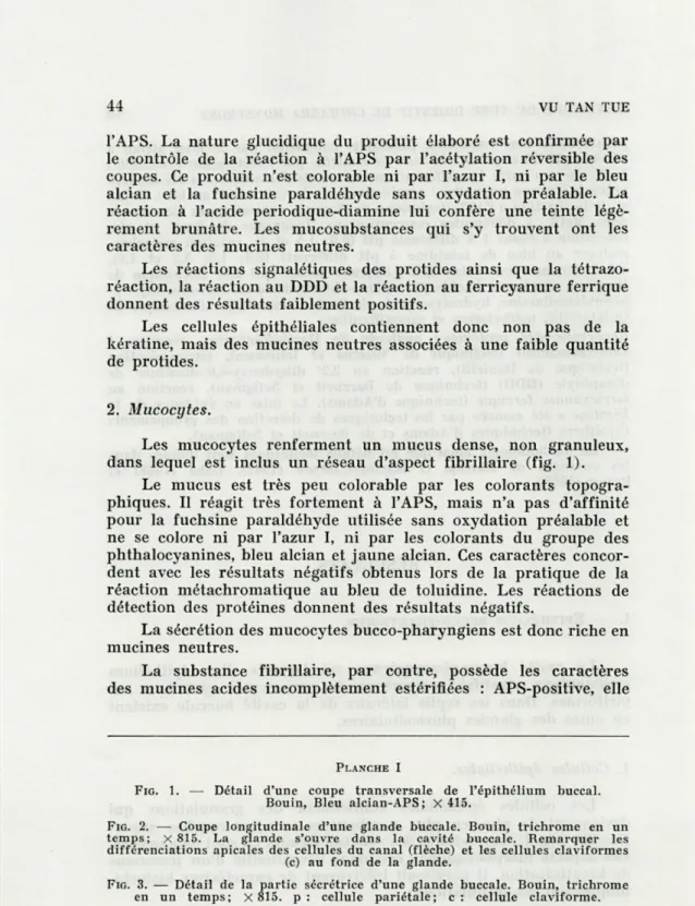 FIG.   1.  —  Détail  d'une  coupe  transversale  de  l'épithélium  buccal. 