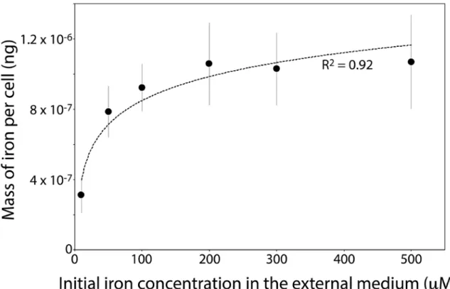 Fig. 2. Mass of iron per AMB-1 cell cultivated for two days versus initial Fe(III) concentration in the  external medium