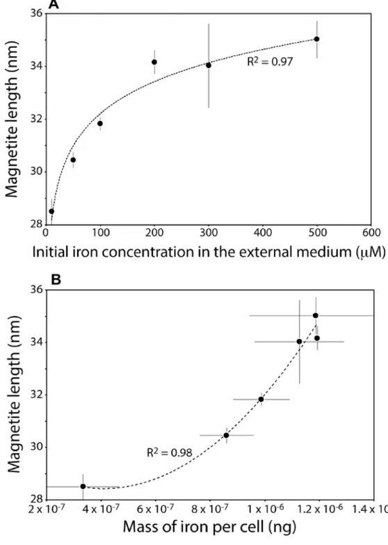 Fig. 3. Magnetite length in AMB-1 versus (A) Initial Fe(III) concentration in the external medium and  (B) mass of iron per cell