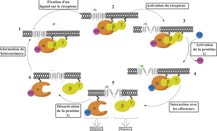 Figure 10 : Cycle d’activation d’une protéine G par un RCPG à la réception d’un ligand (en vert)