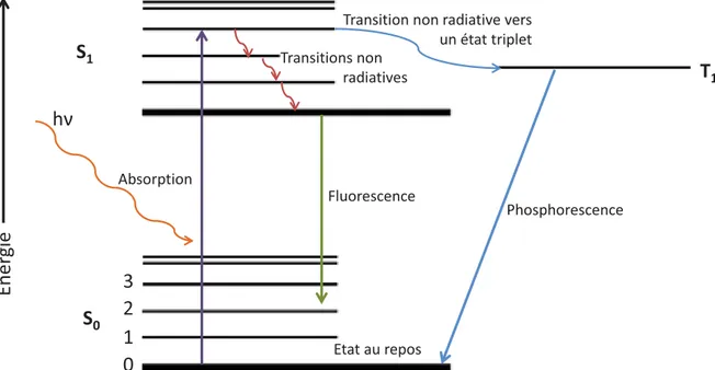 Figure 26 : Excitation et relaxation d’un électron lors du processus de fluorescence par opposition au phénomène de  phosphorescence 