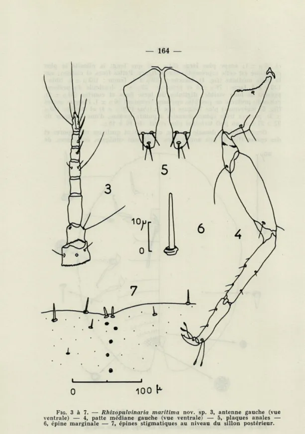 FIG.   3  à   7.   —  Rhizopulvinaria  maritima  nov.  sp.  3,  antenne  gauche  (vue  ventrale)  —  4,  patte  médiane  gauche  (vue  ventrale)  —  5,  plaques  anales  —  6,  épine  marginale  —   7,   épines  stigmatiques  au  niveau  du  sillon  postér