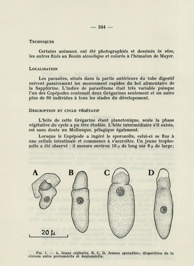 FIG.   1.   —  A,   Jeune  céphalin.  B,   C,   D,  Jeunes  sporadins;  disparition  de  la  cloison  entre  protomérite  et  deutomérite
