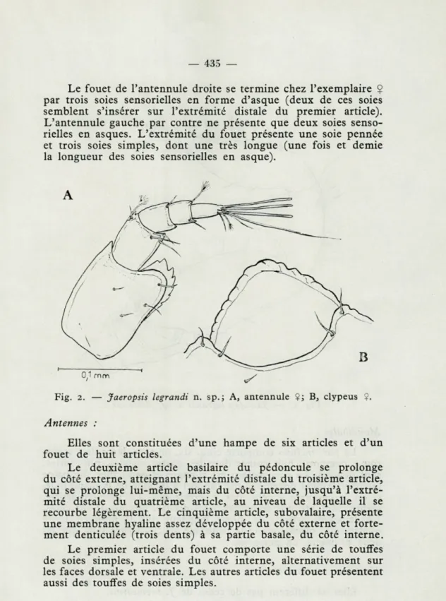 Fig.  2.   —   Jaeropsis  legrandi  n.  sp.;  A,  antennule  $;  B,  clypeus  ?. 