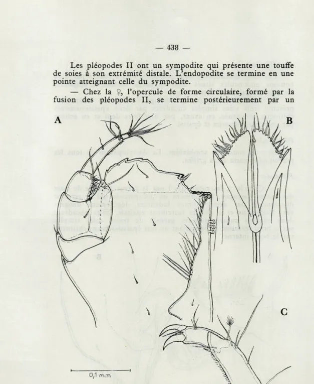 Fig.  5.   —   Jaeropsis  legrandi  n.  sp.;  A,  maxillipède  i;  B,  préo- préo-percule  o  ;  C,  extrémité  du  péréiopode  de  la  5 e   paire  2