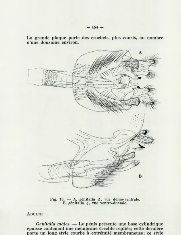 Fig.   10.   —  A,  génitalia  $,  vue  dorso-ventrale. 