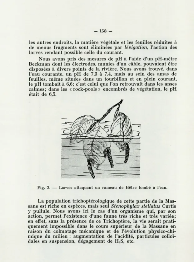 Fig.   2.   —  Larves  attaquant  un  rameau  de  Hêtre  tombé  à   l 'eau. 