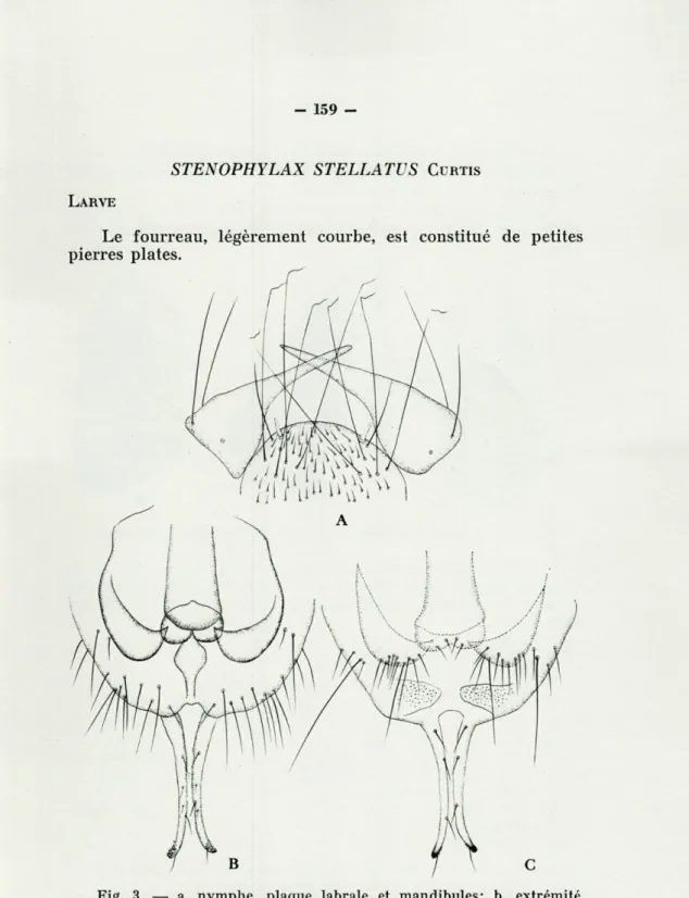 Fig.  3.  —  a,  nymphe,  plaque  labrale  et  mandibules;  b,  extrémité  postérieure  de  l'abdomen,  vue  dorso-ventrale;  c,  extrémité  postérieure  de  l'abdomen,  vue  ventro-dorsale