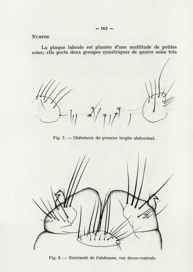 Fig.  8.  —  Extrémité  de  l'abdomen,  vue  dorso-ventrale. 
