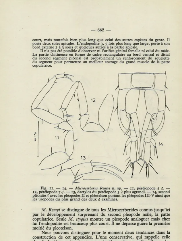 Fig.  11.  —  14.   —   Microcerberus  Remyi  n.  sp.  —  11,  péréiopode  5  &lt;J.  —  12, péréiopode  7 S-   —   13,  dactylos  du péréiopode  3  $  plus  agrandi
