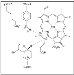 Fig. 1.12  Modèle proposé pour la mécanisme catalytique de la POR, où la double liaison C17-C18 serait réduite par un proton fournit à C18 par la Tyr193 et un hydrure fournit à C17 par la face pro-S du NADPH.