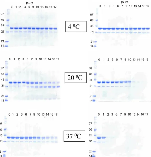 Fig. 2.5  Gels de migrations SDS de POR de T. elongatus (à gauche) et de Synechocystis (à droite) en fonction de la température.