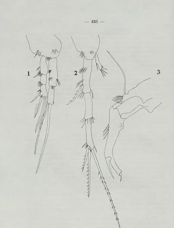 Fig.  3.  —  3,  P3  droite. 