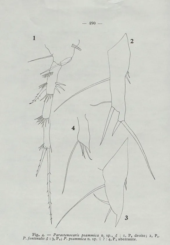 Fig.  4.  —   Parastenocaris  psammica   n.  sp.,  <?  :  1,  P 4   droite;  2,  P 6 