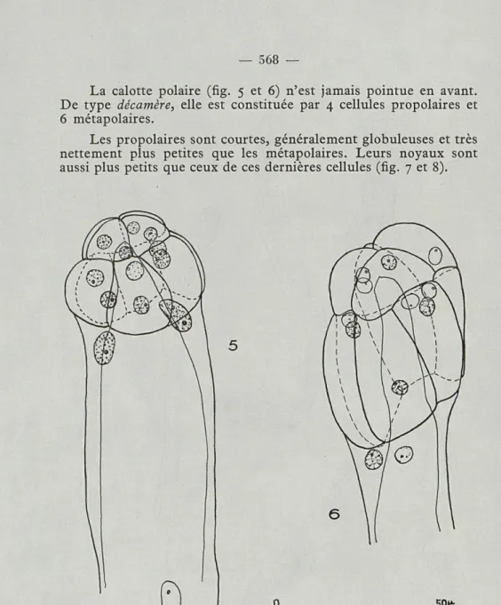 Fig.  5  et  6.  —  Pleodicyema  delamarei  nov.  g.,  nov.  sp.  Partie  anté- anté-rieure  de  deux  nématogènes