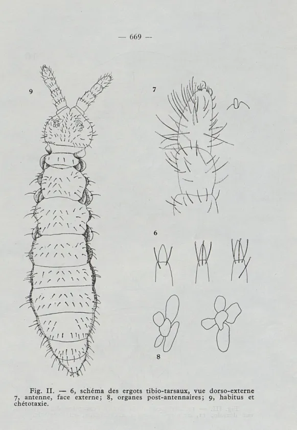 Fig.  II.  —  6,  schéma  des  ergots  tibio-tarsaux,  vue  dorso-externe  7,  antenne,  face  externe;  8,  organes  post-antennaires;  9,  habitus  et  chétotaxie