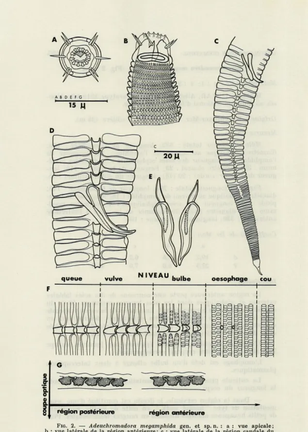 FIG.   2.   —   Adeuchromadora  megamphida  gen.  et  sp.  n.  :  a  :  vue  apicale; 