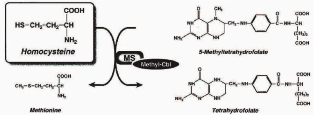 Figure  I.18.  Métabolisme  intracellulaire  des  cobalamines  et  voies  interconnectées  (Carrillo-Carrasco  et al