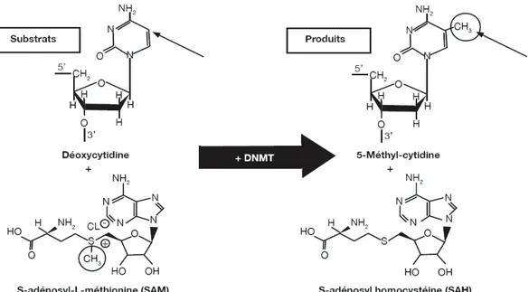 Figure  I.  19.  Réaction  de  la  méthylation  de  la  cytosine  par  les  ADN  méthyltransférase  (DNMTs)  