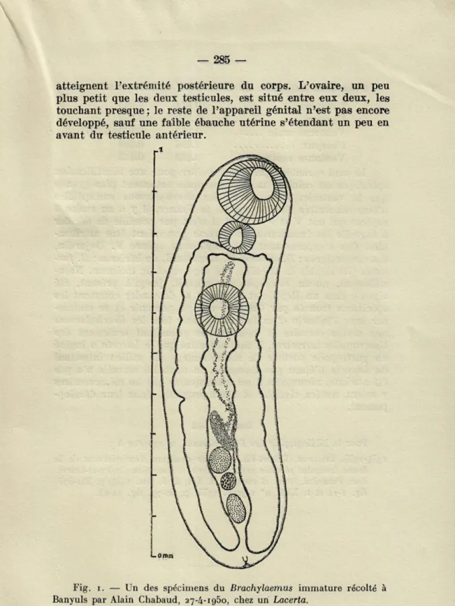 Fig.  i.  —  Un  des  spécimens  du  Brachylaemus  immature  récolté  à  Banyuls  par  Alain  Chabaud,  27-4-1950,  chez  un  Lacerta
