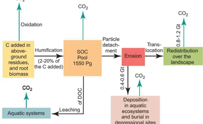 Figure  8.  Processus  affectant  la  dynamique  du  carbone  organique  du  sol.  Les  flèches  pointant  vers  le  haut  indiquent  les  émissions  de  CO 2   dans  l’atmosphère