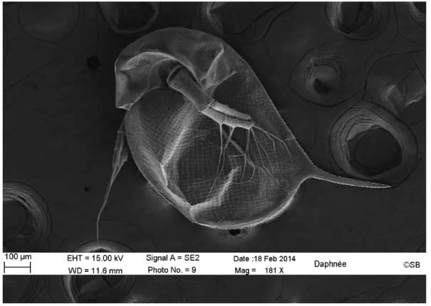 Figure  2:  Scanning  electron  microscopic  of  an  adult  female  Daphnia  magna  (picture  of  Stephan  Borensztajn,  EDF  R&amp;D-IRDEP department)