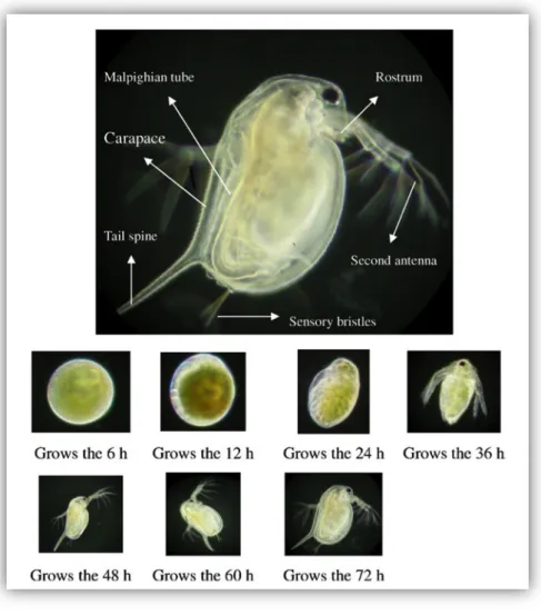 Figure 4: Picture of Daphnia magna neonate and the different early development stages (Wang et al