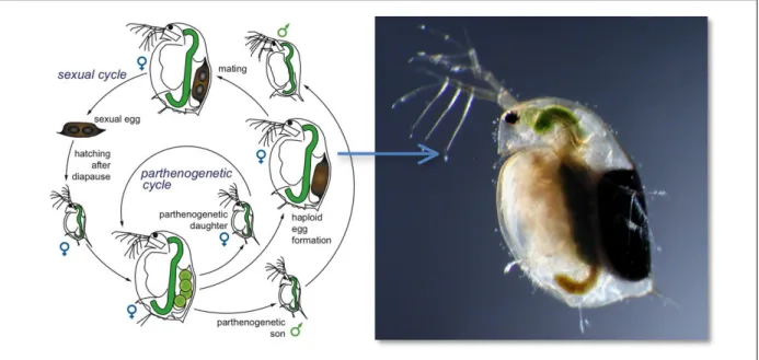Figure 5: Life cycle of a cyclic parthenogenetic of Daphnids, drawing by Dita B. Vizoso, Fribourg University (Dieter  2005) and a picture of an adult female with ephippia, which can be easily recognized by its dark color