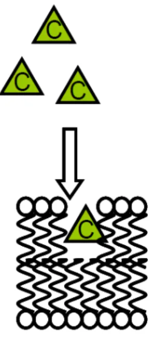 Figure 7: Principle of narcosis, chemicals “C” enter in the membrane cell and disturb its functioning