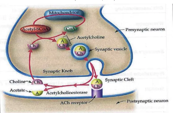 Figure 8: role of the enzyme acetylcholinesterase in synaptic ends of cholinergic neurons 