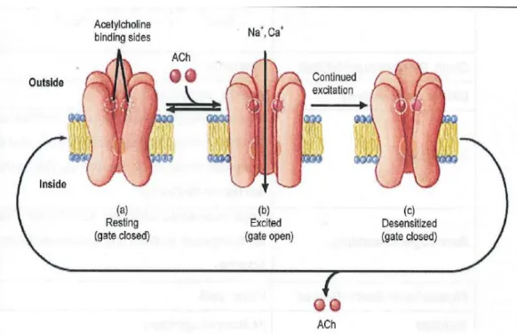 Figure 10: mode of toxic action of agonist of the nicotinic acetylcholine receptors nAChR (Lewandowska, 2004)
