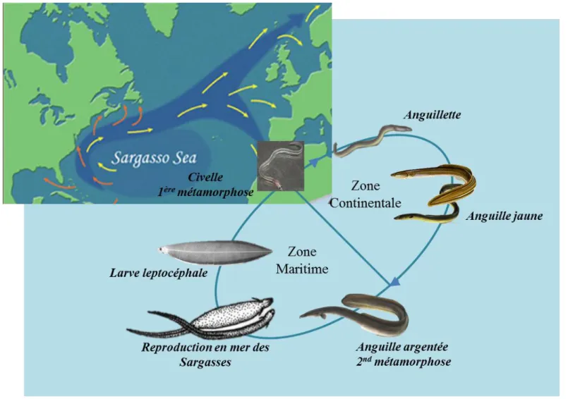 Figure 1.1 : Cycle biologique commun de l’anguille Européenne (Anguilla anguilla) et Américaine (Anguilla rostrata) et aire de leur répartition  géographique respective (flèche rouge = A