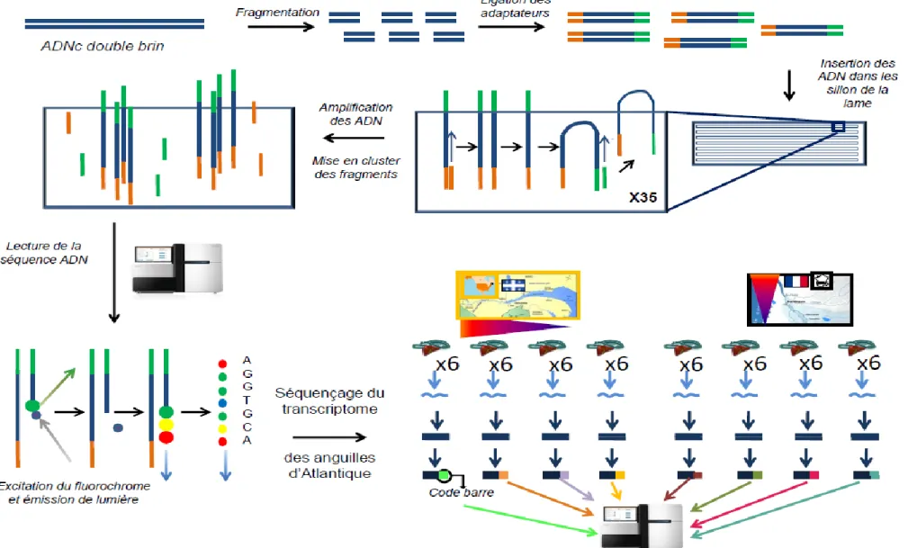 Figure 2.3 : Principe du séquençage par la méthode Illumina d’un fragment d’ADN et description de la démarche adoptée pour le séquençage du  transcriptome des anguilles d’Atlantique