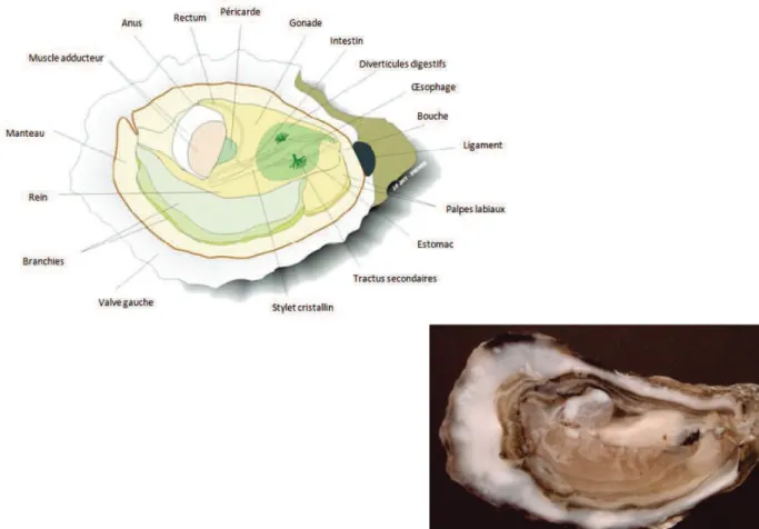 Figure 8 : Schéma et photo de l’anatomie interne de l’huître creuse Crassostrea gigas (Issue de Miossec et al., 2009)