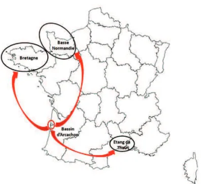 Figure 11 : Transfert des naissains du Bassin d’Arcachon et les autres bassins de productions ostréicoles en  France (adapté de Meresse et Frostin, 2012) 