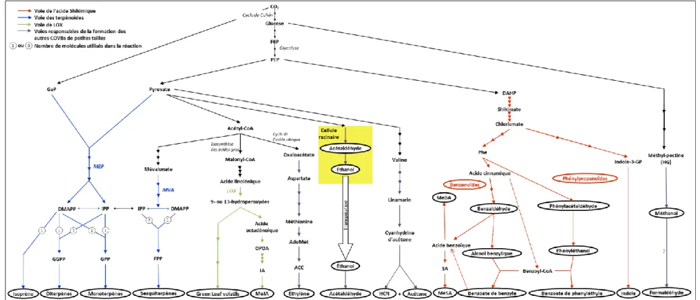 Figure 1 - 3. Description des voies métaboliques de formation des COVB dans les feuilles et/ou les fleurs et les racines des plantes