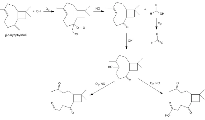 Figure 1 - 10. Schéma simplifié de la photo-oxydation du β-caryophyllène initiée par le radical OH en présence de NO x