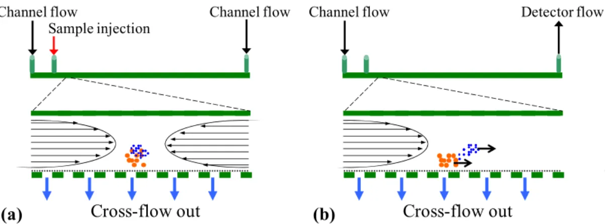 Figure 2.10 Principle of the separation of macromolecules by FlFFF. (A) Injection and  focusing/relaxation step; (B) Elution step 