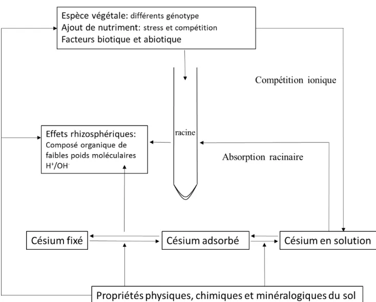 Figure 5 : Facteurs affectant la mobilité du Cs dans la rhizosphère (d’après Zhu and Shaw, 2000) 